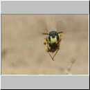 Cerceris rybyensis - Knotenwespe w001b 8-9mm - Sandgrube Niedringhaussee.jpg